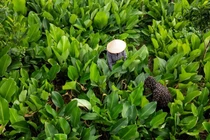 Thủ phủ lá dong lớn nhất Hà Nội tất bật vào vụ Tết