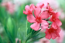 Những loại hoa 'phá tài' không nên trồng ở ban công