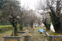 Đào cổ thụ giá thuê trăm triệu hút khách chơi Tết Bính Ngọ 2026