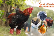 [INFOGRAPHIC] 5 giống gà đắt nhất thế giới