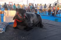 Sửng sốt con trâu khổng lồ 1,5 tấn, giá hơn 100 tỷ đồng