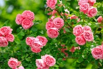 6 loài hoa không sợ lạnh, "vứt xó" vẫn nở hoa