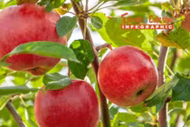 [INFOGRAPHIC] Loại táo đắt nhất hành tinh, nửa triệu đồng/quả