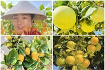 Khu vườn lúc lỉu trái cây trong biệt thự 30 tỷ của danh hài Thúy Nga 