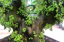 4 loại cây trồng trong nhà hút tiền vào "như nước lũ"