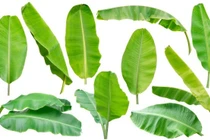 Bất ngờ loại lá bỏ đi giúp Việt Nam kiếm 30 tỷ đồng/năm