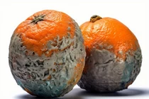 Bất ngờ quả mốc meo giá tiền triệu vẫn hút khách 