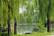 4 loại cây trồng trong nhà dễ hao tài, mất lộc