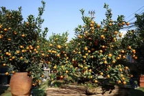 Thủ phủ quất Tứ Liên đắt khách dịp Tết Bính Ngọ 2026