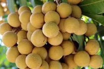 Nhãn Ido bất ngờ tăng giá mạnh