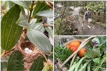 Nhà vườn 'đất lành chim đậu' của 'ông hoàng nhạc đỏ' Trọng Tấn 