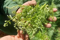 Rau dại ven suối bất ngờ thành đặc sản 200.000 đồng/kg 