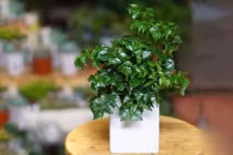 4 cây cảnh đặt phòng khách "hút tiền vào như nước"