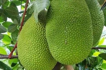 Giá mít tăng mạnh do nhu cầu xuất khẩu