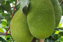 Giá mít tăng mạnh do nhu cầu xuất khẩu