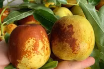 Hồng táo tươi đầu mùa 350.000 đồng/kg vẫn đắt khách