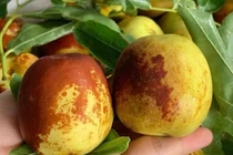 350.000 đồng/kg, hồng táo tươi đầu mùa vẫn đắt khách