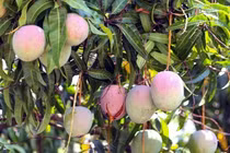 Xoài Úc rớt giá thê thảm, rụng la liệt khắp vườn