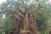 View - 3 loại cây như "két sắt giữ lộc" trong nhà | Báo Tri thức và Cuộc sống - TIN TỨC PHỔ BIẾN KIẾN THỨC 24H