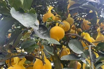 Bưởi Diễn đổ bộ TP HCM sớm, giá bán tăng cao 