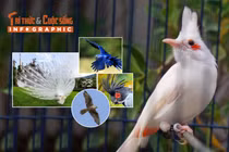 [INFOGRAPHIC] 5 loài chim đắt đỏ được giới siêu giàu chọn làm thú cưng