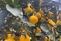 Bưởi Diễn đổ bộ TP HCM sớm, giá bán tăng cao 