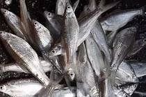 Loại cá trước cho lợn ăn, nay thành đặc sản 300.000 đồng/kg 