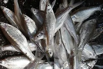 Loại cá trước cho lợn ăn, nay thành đặc sản 300.000 đồng/kg 