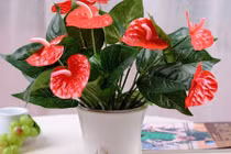 5 cây hoa đỏ dáng nhỏ tạo điểm nhấn cho căn nhà dịp Tết