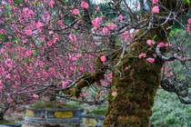 Đào rừng cổ thụ xuống phố chờ khách 'đón' về chơi Tết Bính Ngọ 2026