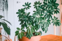 3 loại cây phong thủy hút tiền vào như nước