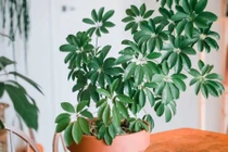 3 loại cây phong thủy hút tiền vào như nước