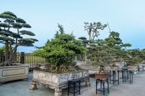 Bên trong làng cây cảnh 800 năm tuổi nức tiếng ở Ninh Bình 