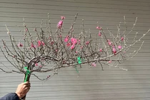 Đào mini vài chục nghìn một cành hút khách chơi Tết Bính Ngọ 2026 