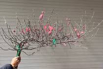 Đào mini vài chục nghìn một cành hút khách chơi Tết Bính Ngọ 2026 