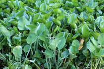 Rau dại mọc bờ mương bỗng hoá đặc sản lạ được săn lùng