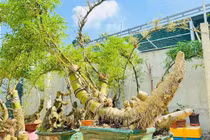 Gốc tre xù xì tưởng bỏ đi thành 'siêu phẩm' bonsai tiền triệu