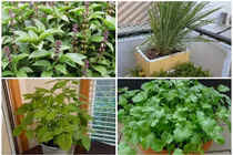 5 loại cây gia vị đuổi muỗi hiệu quả dễ trồng tại nhà