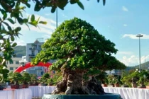 Cây mọc bờ rào bất ngờ thành bonsai hơn 1 tỷ đồng