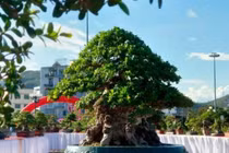 Cây mọc bờ rào bất ngờ thành bonsai hơn 1 tỷ đồng