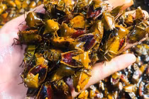 Đặc sản "rùng mình" gần nửa triệu đồng/kg vẫn "cháy hàng"