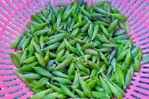 Đặc sản nhìn "khiếp vía" 200.000 đồng/kg, có tiền cũng khó mua 