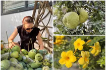 Cận cảnh nhà vườn trồng cây, nuôi gà của ca sĩ Mỹ Tâm