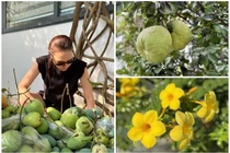 Cận cảnh nhà vườn trồng cây, nuôi gà của ca sĩ Mỹ Tâm