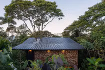 Độc đáo ngôi nhà với cây lớn xuyên mái giữa rừng 