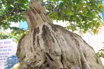 Cận cảnh bonsai bằng lăng xoay tự động xác lập Kỷ lục Việt Nam