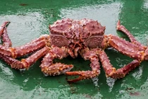 Vì sao cua hoàng đế giá hàng chục triệu đồng mỗi con?