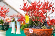 Ngắm đào đông đỏ trăm triệu đồng “xuống phố” đón Tết