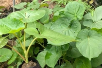 Loại lá mọc bờ bụi nay 150.000 đồng/kg vẫn đắt khách