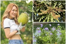 Bên trong nhà vườn nghìn mét vuông trĩu quả của ca sĩ Mỹ Tâm